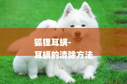 狐貍耳螨-
耳螨的清除方法
