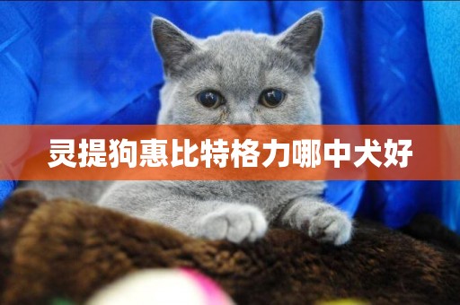 靈提狗惠比特格力哪中犬好
