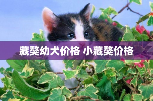 藏獒幼犬價格 小藏獒價格