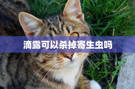 滴露可以殺掉寄生蟲嗎