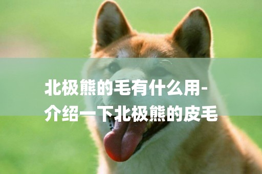 北極熊的毛有什么用-
介紹一下北極熊的皮毛