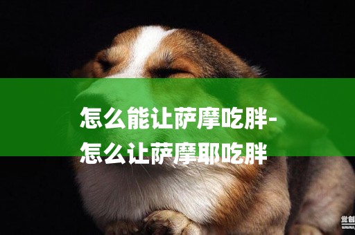 怎么能讓薩摩吃胖-
怎么讓薩摩耶吃胖