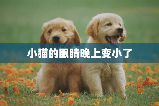 小貓的眼睛晚上變小了