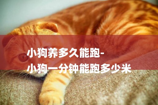 小狗養多久能跑-
小狗一分鐘能跑多少米