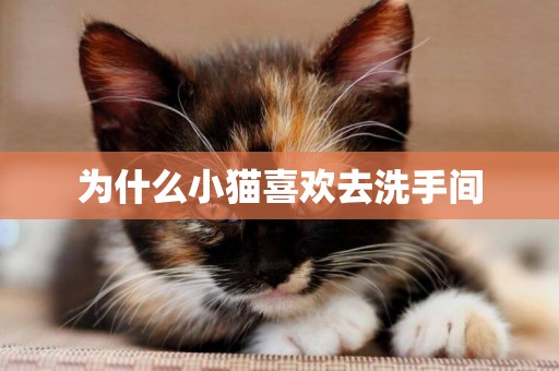 為什么小貓喜歡去洗手間