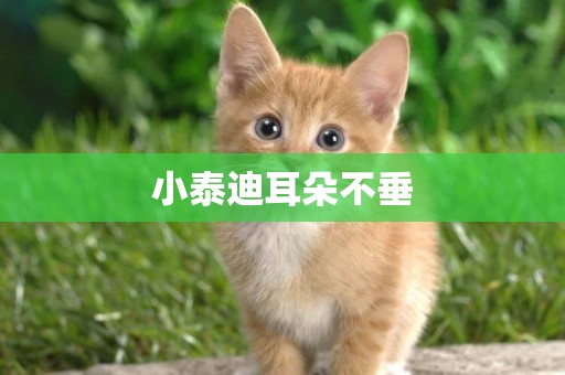 小泰迪耳朵不垂