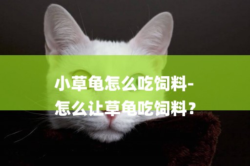 小草龜怎么吃飼料-
怎么讓草龜吃飼料？