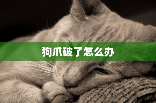 狗爪破了怎么辦
