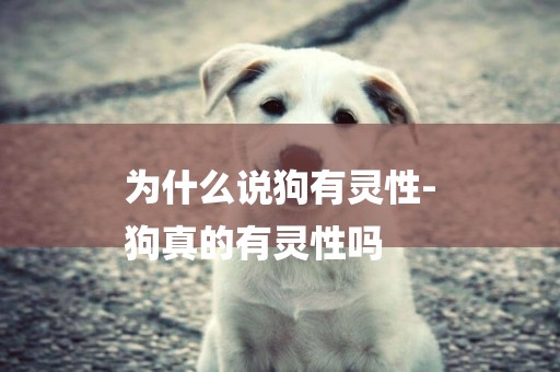 為什么說狗有靈性-
狗真的有靈性嗎