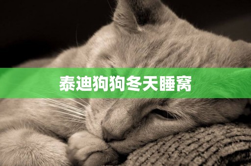 泰迪狗狗冬天睡窩