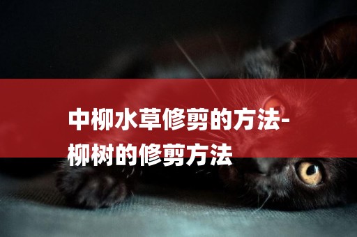 中柳水草修剪的方法-
柳樹的修剪方法