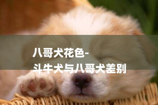 八哥犬花色-
斗牛犬與八哥犬差別