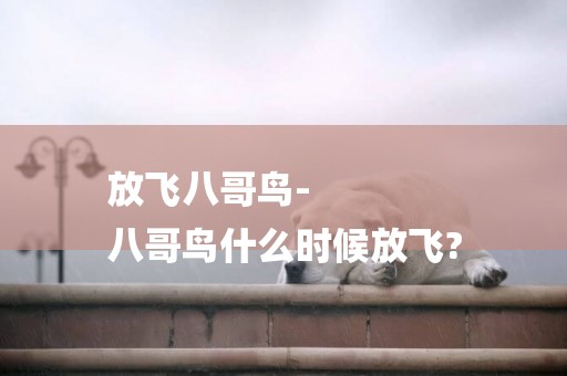放飛八哥鳥-
八哥鳥什么時候放飛?