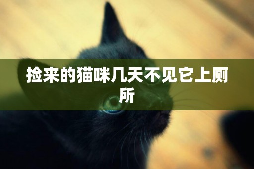 撿來的貓咪幾天不見它上廁所