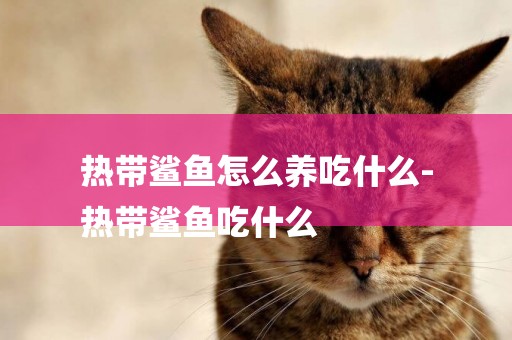 熱帶鯊魚怎么養吃什么-
熱帶鯊魚吃什么