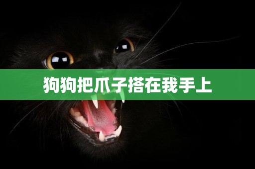 狗狗把爪子搭在我手上