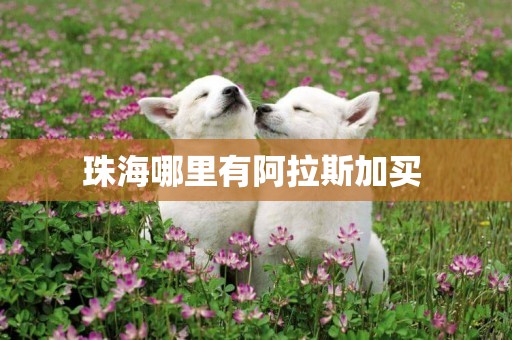 珠海哪里有阿拉斯加買 
