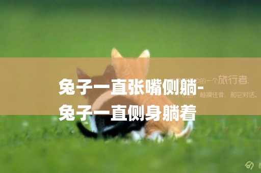 兔子一直張嘴側躺-
兔子一直側身躺著
