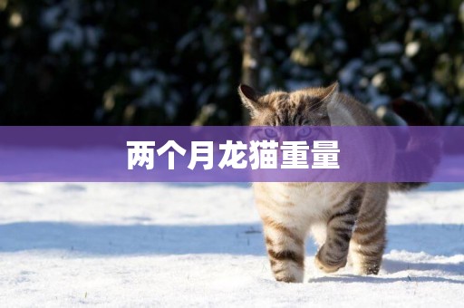 兩個月龍貓重量