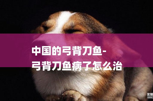 中國的弓背刀魚-
弓背刀魚病了怎么治