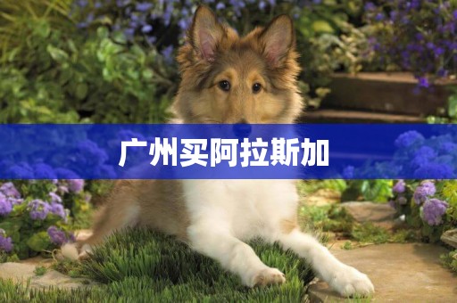廣州買阿拉斯加 