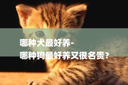 哪種犬最好養-
哪種狗最好養又很名貴？
