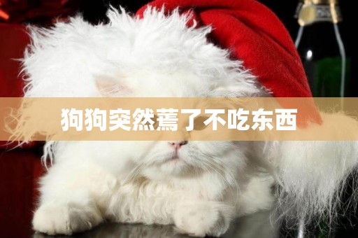 狗狗突然蔫了不吃東西