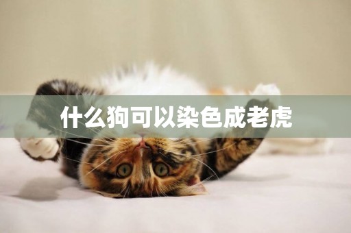 什么狗可以染色成老虎