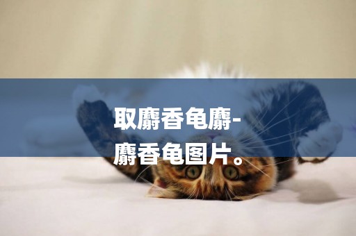 取麝香龜麝-
麝香龜圖片。