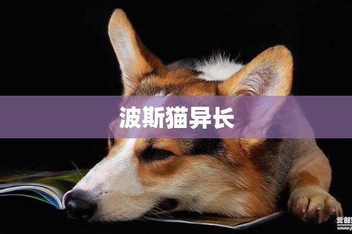 波斯貓異長