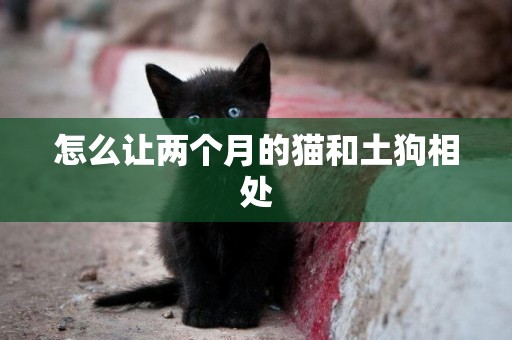 怎么讓兩個月的貓和土狗相處