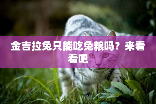 金吉拉兔只能吃兔糧嗎？來看看吧