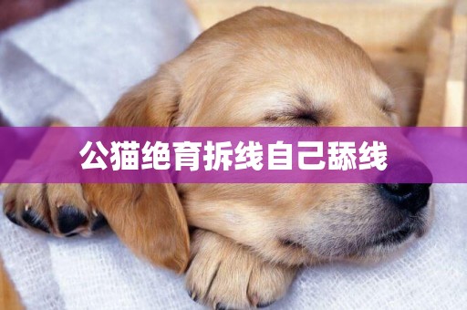 公貓絕育拆線自己舔線