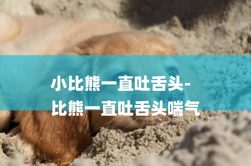 小比熊一直吐舌頭-
比熊一直吐舌頭喘氣