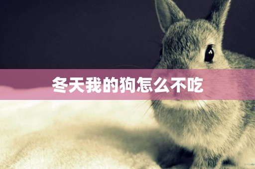 冬天我的狗怎么不吃