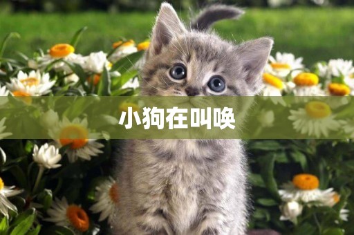 小狗在叫喚