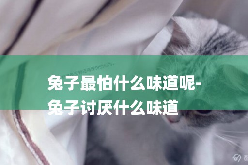 兔子最怕什么味道呢-
兔子討厭什么味道