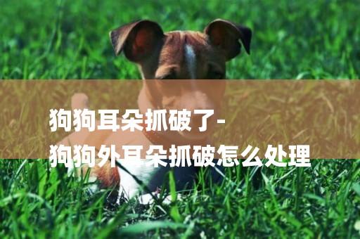 狗狗耳朵抓破了-
狗狗外耳朵抓破怎么處理