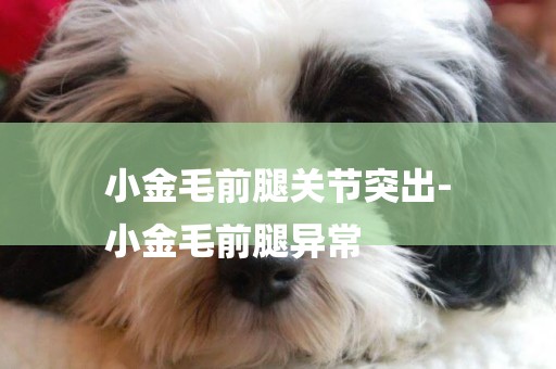 小金毛前腿關節突出-
小金毛前腿異常