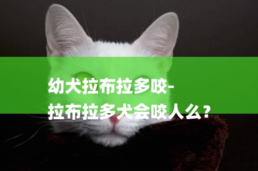 幼犬拉布拉多咬-
拉布拉多犬會咬人么？