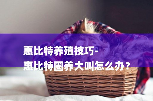 惠比特養殖技巧-
惠比特圈養大叫怎么辦？