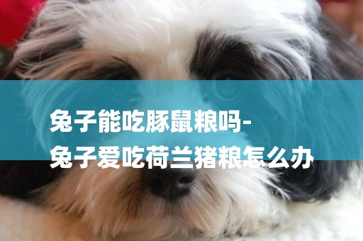 兔子能吃豚鼠糧嗎-
兔子愛吃荷蘭豬糧怎么辦