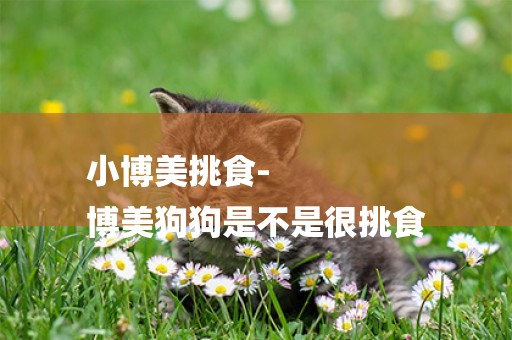 小博美挑食-
博美狗狗是不是很挑食
