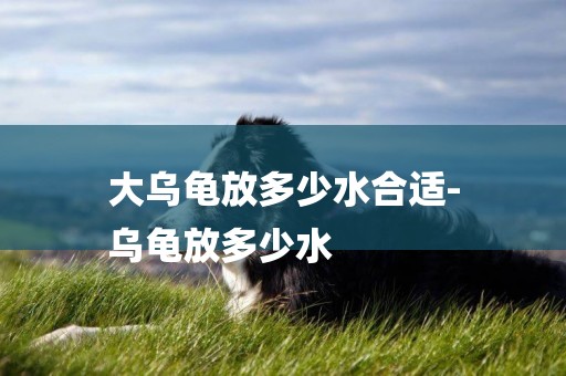 大烏龜放多少水合適-
烏龜放多少水