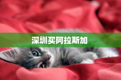 深圳買阿拉斯加 