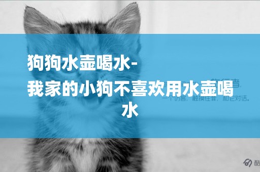 狗狗水壺喝水-
我家的小狗不喜歡用水壺喝水