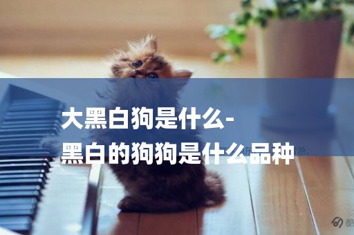 大黑白狗是什么-
黑白的狗狗是什么品種