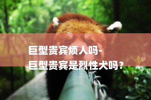 巨型貴賓煩人嗎-
巨型貴賓是烈性犬嗎？