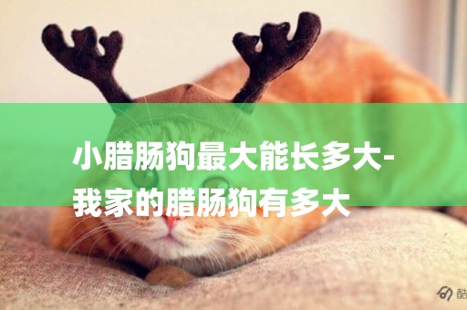 小臘腸狗最大能長多大-
我家的臘腸狗有多大