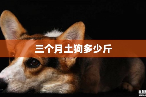 三個月土狗多少斤